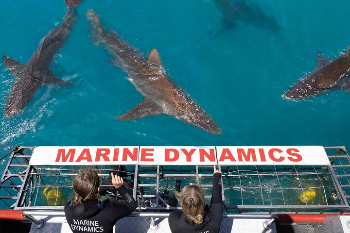 Shark Cage Diving and Viewing with transport from Hermanus - Photo 1 of 11